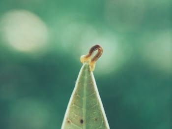 Brown and Yellow Worm