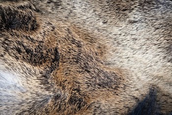 Brown animal carpet texture, close | Free Photo - rawpixel