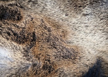 Brown animal carpet texture, close | Free Photo - rawpixel