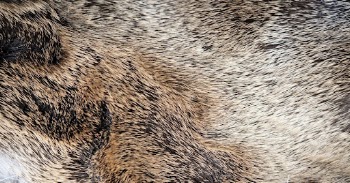 Brown animal fur texture,  | Free Photo - rawpixel