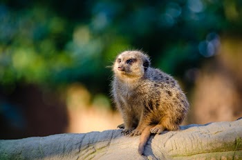 Brown Animal Sitting on Brown Tree Branch