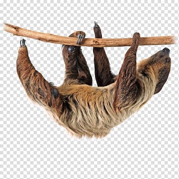 Brown animal, Sloth , Sloth transparent background PNG clipart