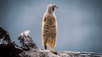 Brown Animal Standing On Tree Log