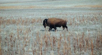 brown animal walking on field during daytime
