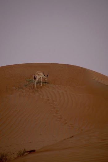 Brown Antelope