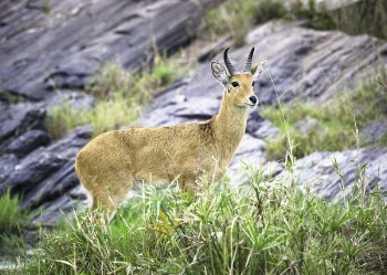 Brown Antelope Standing on Green Grass