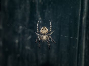 Brown Araneus Cavaticus Barn Spider