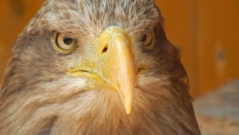 Brown Bald Eagle