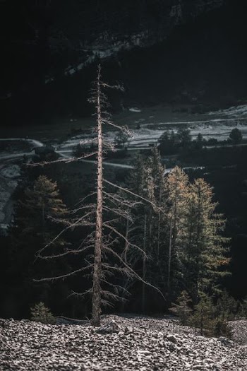 brown bare tree