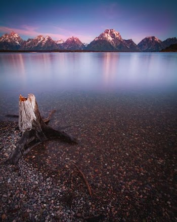brown bare tree near body of water