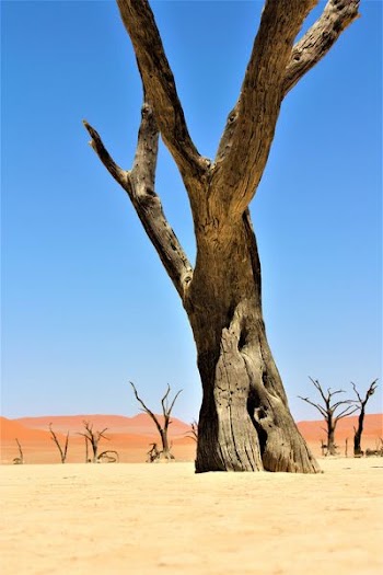 brown bare tree on desert during daytime