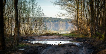 Brown Bare Trees Near Lake at Daytime