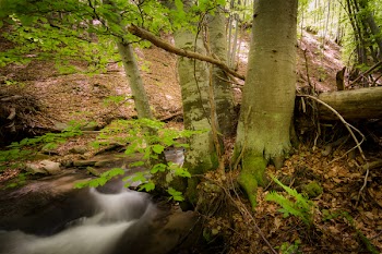Brown Bark Tree