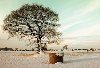 Brown Barrel Near Green Tree
