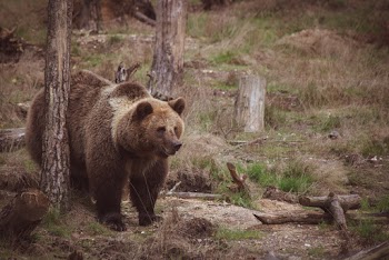 Brown Bear