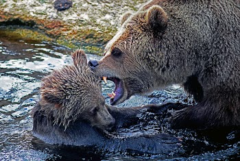Brown Bear