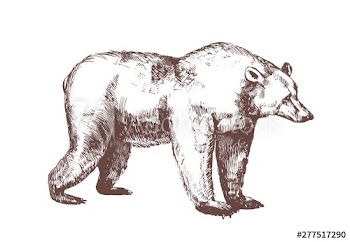 Brown bear hand drawn with contour lines on white background