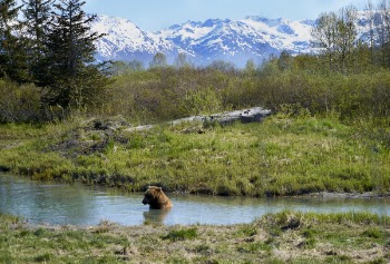 Brown Bear in the River