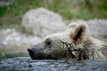 Brown Bear in Tierpark Goldau, Switzerland