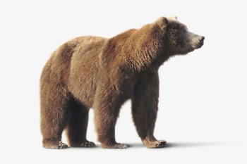 Brown bear isolated on white, | Free Photo - rawpixel