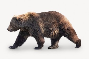 Brown bear isolated on white, | Free PSD - rawpixel