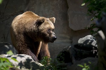 Brown Bear Near Green Plant