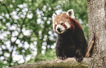 Brown Bear on Tree Branch