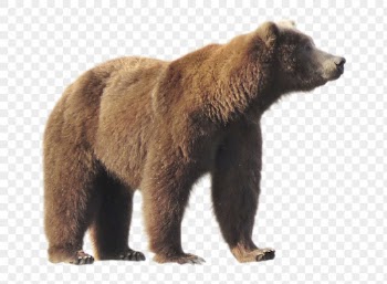 Brown bear png clipart, wildlife, | Free PNG - rawpixel