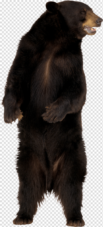 Brown Bear Png Image