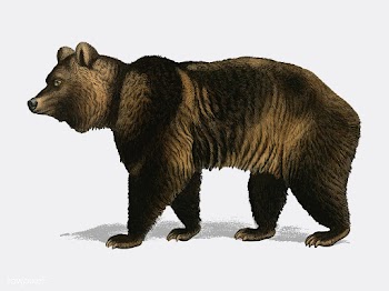 Brown Bear (Ursus Arctos) illustrated by Char.. | Free stock vector - 467529