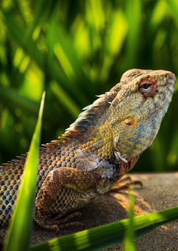 Brown Bearded Dragon