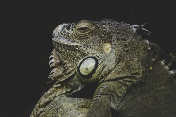 Brown Bearded Dragon