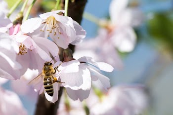 Brown Bee on Pink Flower