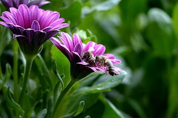 Brown Bee on Purple Flower
