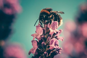 brown bee on purple flower in bokeh photography