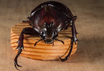 Brown Beetle
