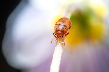 Brown Beetle on White Stick