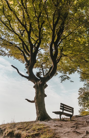 Brown Bench Beside Tree