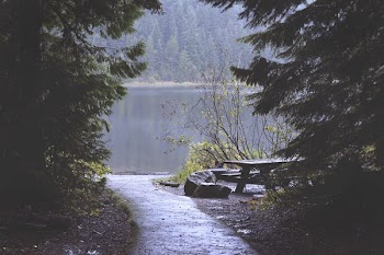 Brown Bench Near Lake Covered With Forest