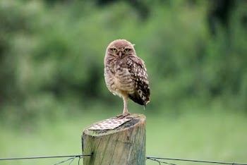 Brown Bird