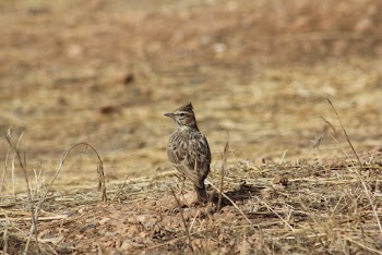 Brown Bird
