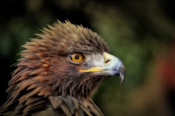 Brown Bird