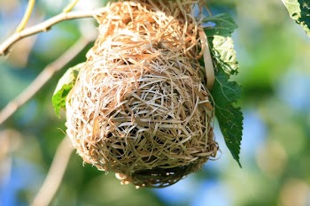 Brown Bird's Nest
