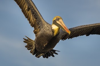 Brown Bird Close-up Photo