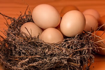 Brown Bird Nest