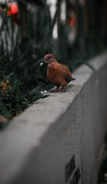 Brown Bird on a Concrete Wall