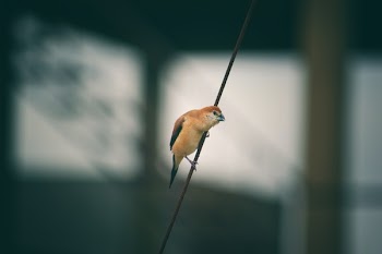 Brown Bird on Black String