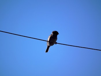 Brown Bird on Black String
