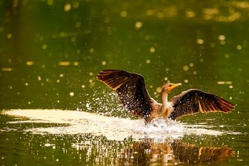 Brown Bird on Body of Water
