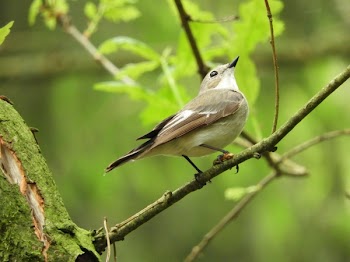 Brown Bird on Branch